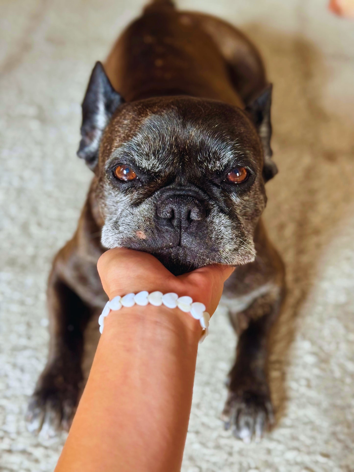 🐾 Für die Tiere von Lombok 🇮🇩