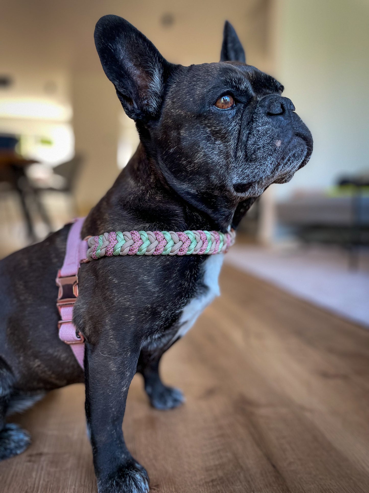 Hundegeschirr "Shiny"