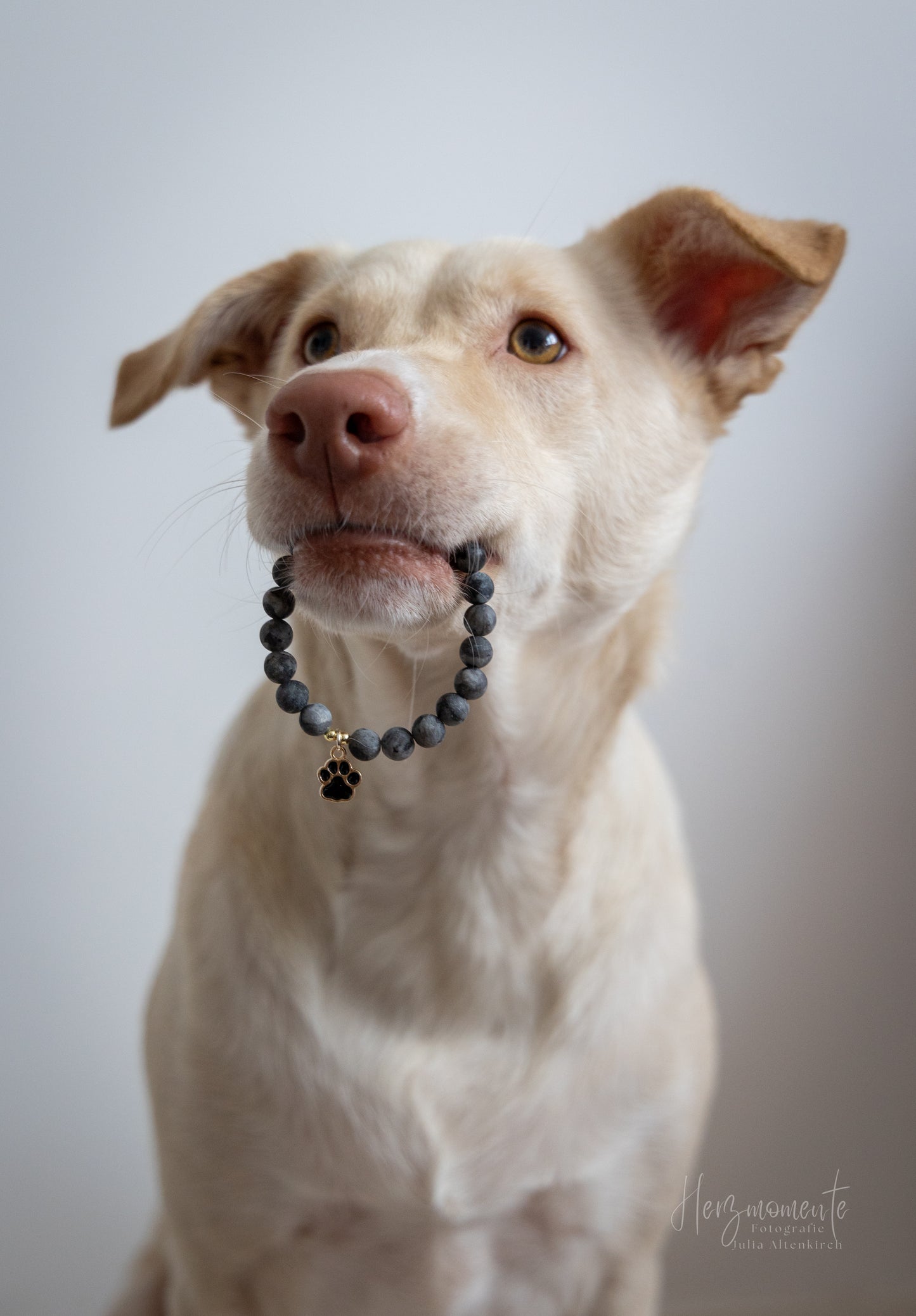 🐾 Für die Bullys ✨