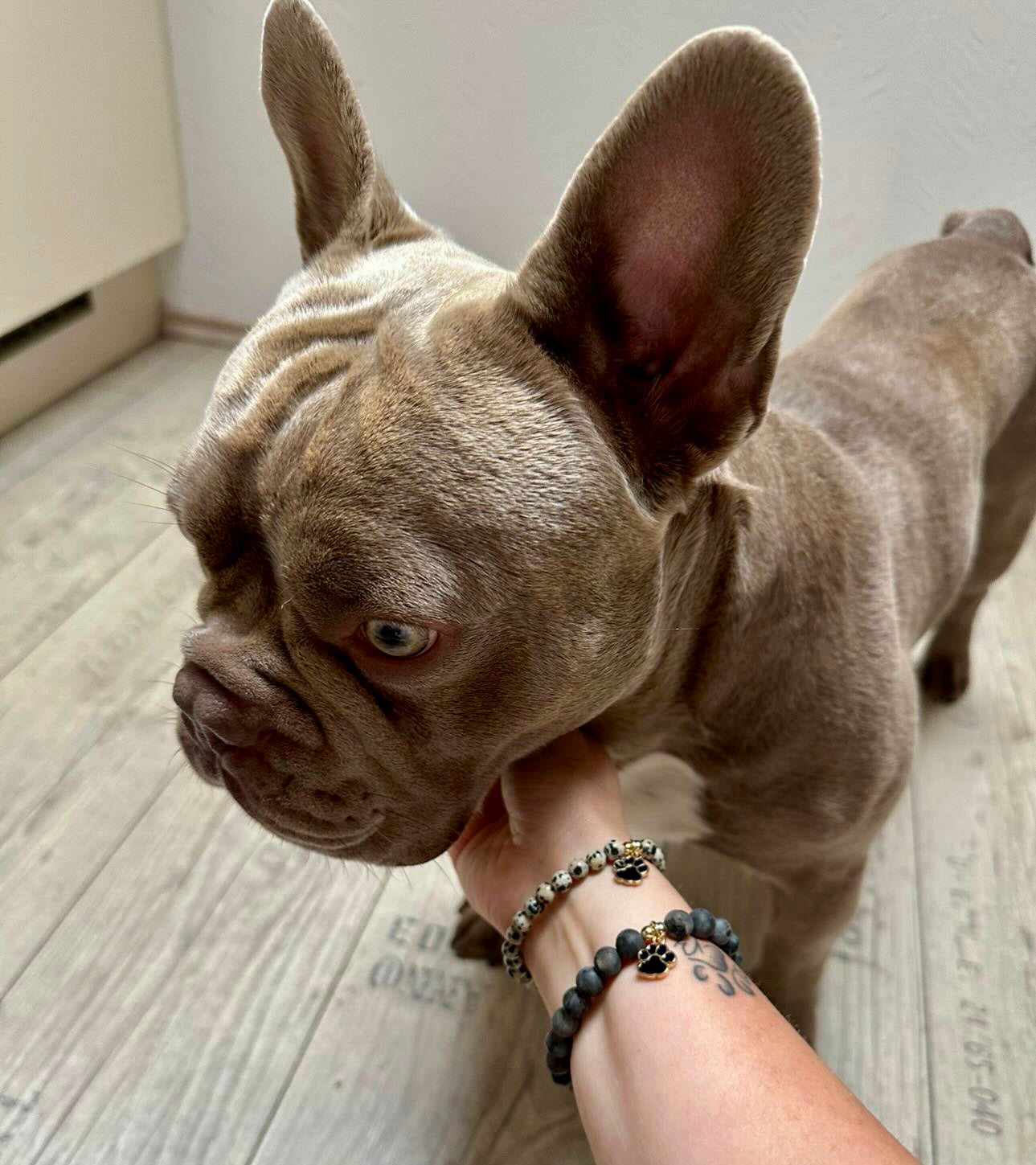 🐾 Für die Bullys ✨